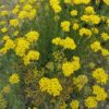 Organic Helichrysum Italicum Corsica Water
